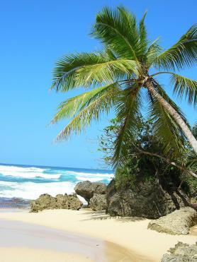 Pláž Playa Grande s palmou