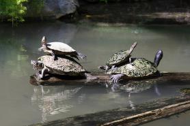 ZOO Manati - želvy