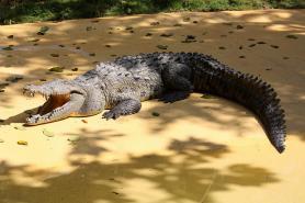 ZOO Manati - krokodýl