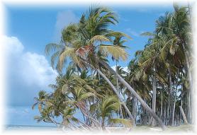 Dominikánská republika a palmy na pláži Playa Bonita